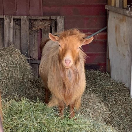 Elvis - Buck Extraordinaire!