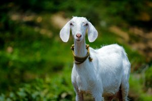 nigerian dwarf goat